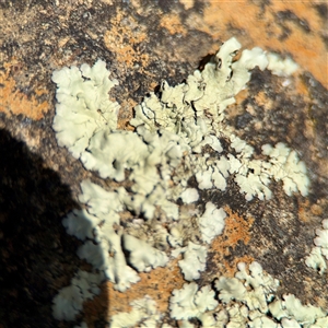 Flavoparmelia sp. at Ainslie, ACT - Yesterday by Hejor1