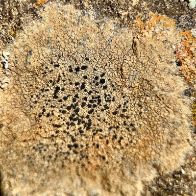 Buellia sp. at Ainslie, ACT - 16 Nov 2025 by Hejor1