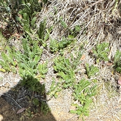 Acaena agnipila at Ainslie, ACT - 16 Nov 2025 by Hejor1