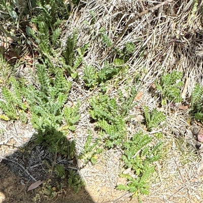 Acaena agnipila at Ainslie, ACT - 16 Nov 2025 by Hejor1