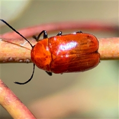 Aporocera (Aporocera) haematodes (A case bearing leaf beetle) at Ainslie, ACT - 16 Nov 2025 by Hejor1