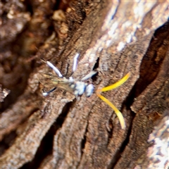 Apocrita (suborder) (Unidentified wasp) at Ainslie, ACT - 16 Nov 2025 by Hejor1