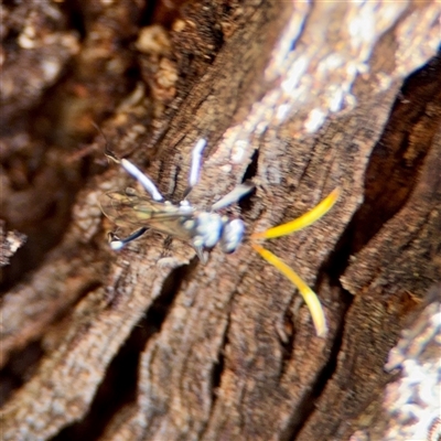 Apocrita (suborder) (Unidentified wasp) at Ainslie, ACT - 16 Nov 2025 by Hejor1