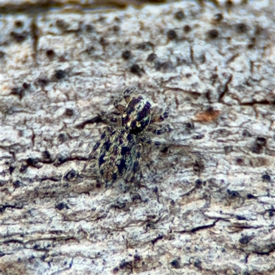 Clynotis severus at Ainslie, ACT - 16 Nov 2025 by Hejor1