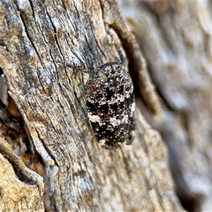 Platybrachys sp. (genus) at Ainslie, ACT - Yesterday by Hejor1