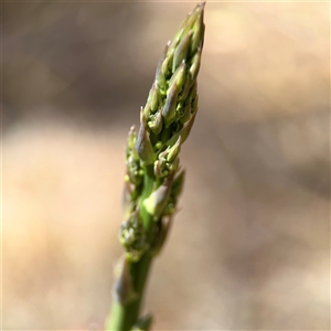 Asparagus officinalis (Asparagus) at Ainslie, ACT - Yesterday by Hejor1