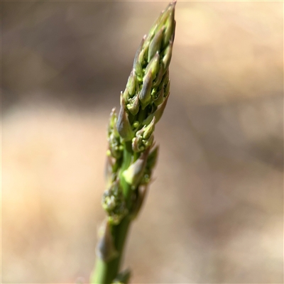 Asparagus officinalis (Asparagus) at Ainslie, ACT - 16 Nov 2025 by Hejor1