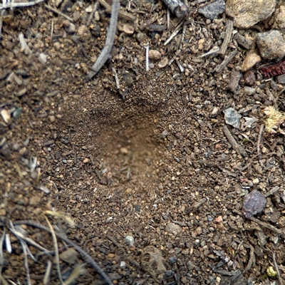 Myrmeleontidae (family) at Ainslie, ACT - 16 Nov 2025 by Hejor1