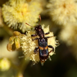 Eleale sp. (genus) at Ainslie, ACT - Yesterday by Hejor1