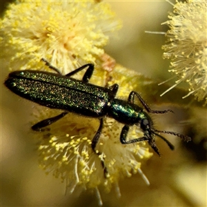 Eleale sp. (genus) at Ainslie, ACT - Yesterday by Hejor1