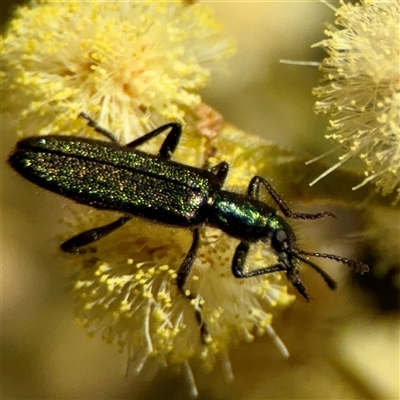 Eleale aspera (Clerid beetle) at Ainslie, ACT - 16 Nov 2025 by Hejor1