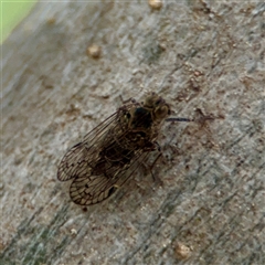 PSOCOPTERA (Order) at Ainslie, ACT - 16 Nov 2025 by Hejor1