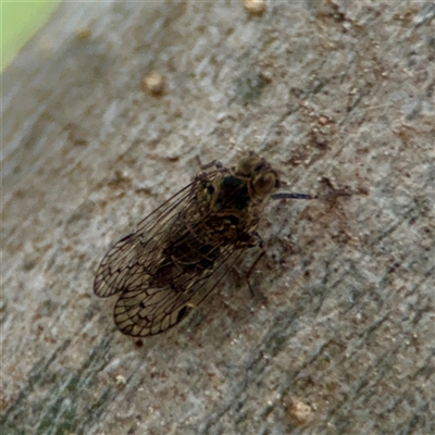 PSOCOPTERA (Order) at Ainslie, ACT - 16 Nov 2025 by Hejor1