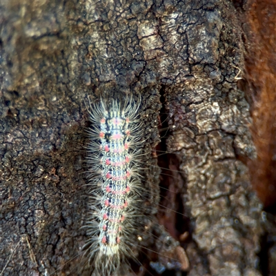 Anestia (genus) (A tiger moth) at Ainslie, ACT - 16 Nov 2025 by Hejor1