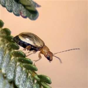 Monolepta sp. (genus) at Ainslie, ACT - Yesterday by Hejor1