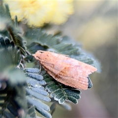 Epiphyas postvittana at Ainslie, ACT - 16 Nov 2025 by Hejor1