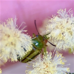 Calomela juncta at Ainslie, ACT - 16 Nov 2025 by Hejor1