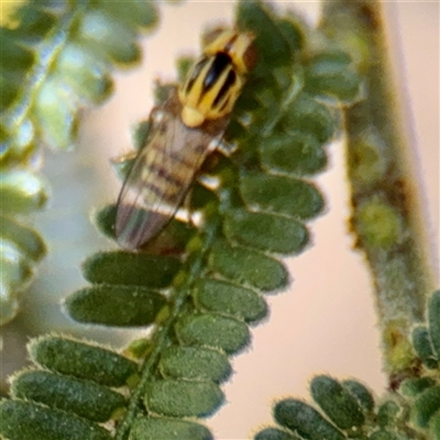 Chloropidae (family) at Ainslie, ACT - 16 Nov 2025 by Hejor1