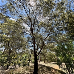 Acacia mearnsii (Black Wattle) at Ainslie, ACT - 16 Nov 2025 by Hejor1