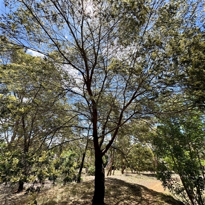 Acacia mearnsii (Black Wattle) at Ainslie, ACT - 16 Nov 2025 by Hejor1