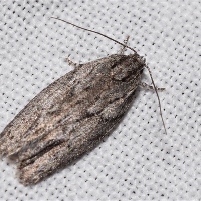 Agriophara (genus) (A Flat-bodied moth (Stenomatinae, Depressariidae)) at  - suppressed by DianneClarke