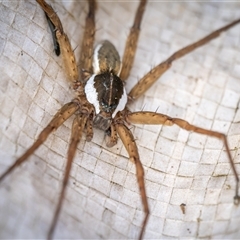 Dolomedes (genus) (Fishing spider) at Googong, NSW - Yesterday by lizpaul376