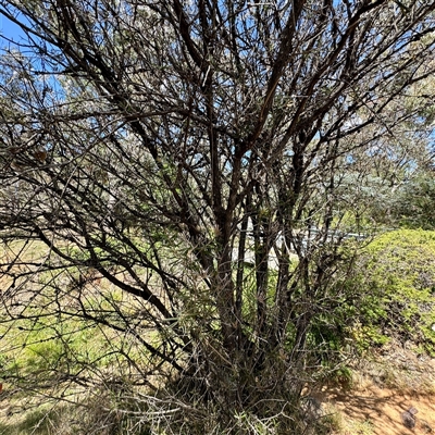 Melaleuca (genus) (A Melaleuca) at Ainslie, ACT - 16 Nov 2025 by Hejor1