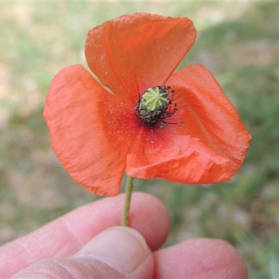 Papaver dubium (Longhead Poppy) at Gordon, ACT - 23 Oct 2025 by MichaelBedingfield