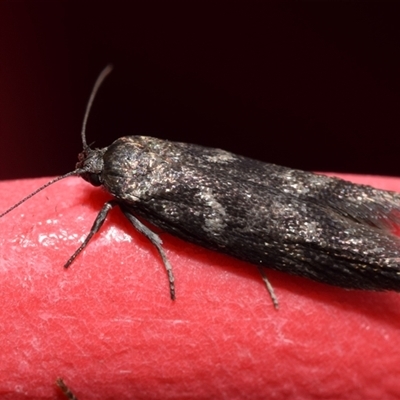 Oenochroa ochrosoma at  - suppressed by DianneClarke