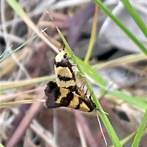 Unverified Insect at Higgins, ACT - Today by Jennybach