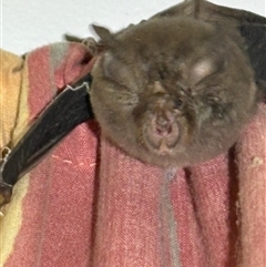 Rhinolophus megaphyllus at Upper Kangaroo Valley, NSW - 14 Nov 2025 by Baronia