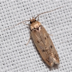 Mimobrachyoma (genus) (A Concealer moth (Oecophorinae) by DianneClarke