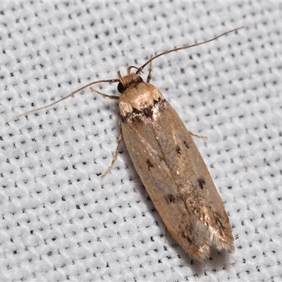 Mimobrachyoma (genus) (A Concealer moth (Oecophorinae) at  - suppressed by DianneClarke