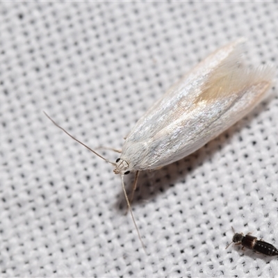 Philobota (genus) at  - suppressed by DianneClarke