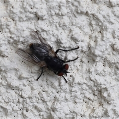 Unverified True fly (Diptera) at Lyons, ACT - 17 Nov 2025 by ran452