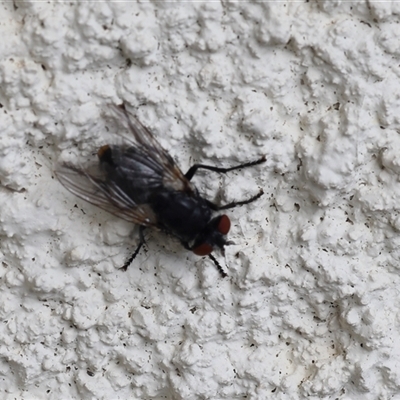 Unverified True fly (Diptera) at Lyons, ACT - 17 Nov 2025 by ran452