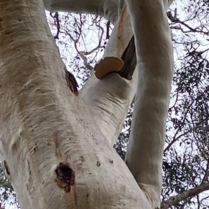 Laetiporus portentosus (White Punk) at Canyonleigh, NSW - Yesterday by blacksheep