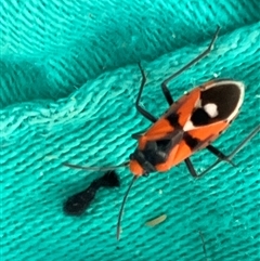 Melanerythrus mactans (A seed bug) at Canyonleigh, NSW - 15 Nov 2025 by blacksheep