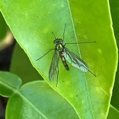 Unverified True fly (Diptera) at Canyonleigh, NSW - 15 Nov 2025 by blacksheep