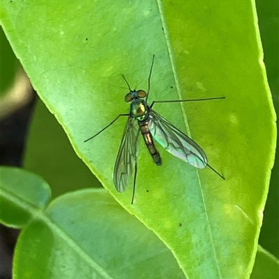 Unverified True fly (Diptera) at Canyonleigh, NSW - 15 Nov 2025 by blacksheep