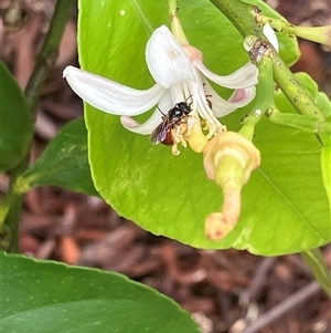Exoneura sp. (genus) at Canyonleigh, NSW - 14 Nov 2025 by blacksheep
