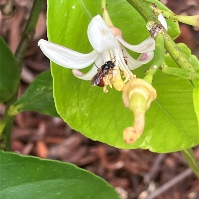 Exoneura sp. (genus) at Canyonleigh, NSW - 14 Nov 2025 by blacksheep