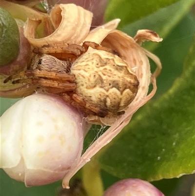 Unverified Spider at Canyonleigh, NSW - 14 Nov 2025 by blacksheep