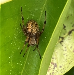 Unverified Orb-weaving spider (several families) at Canyonleigh, NSW - 14 Nov 2025 by blacksheep