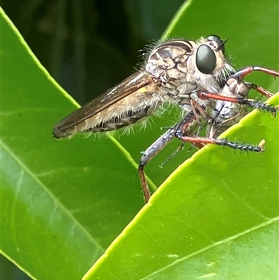 Asilidae (family) at Canyonleigh, NSW - 14 Nov 2025 by blacksheep