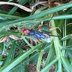 Lissopimpla excelsa (Orchid dupe wasp, Dusky-winged Ichneumonid) at Canyonleigh, NSW - 13 Nov 2025 by blacksheep
