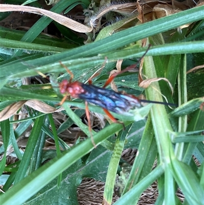 Lissopimpla excelsa (Orchid dupe wasp, Dusky-winged Ichneumonid) at Canyonleigh, NSW - 13 Nov 2025 by blacksheep