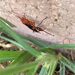 Lissopimpla excelsa at Canyonleigh, NSW - 13 Nov 2025 03:48 PM