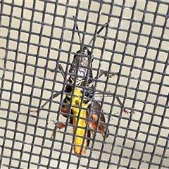 Unverified Grasshopper (several families) at Canyonleigh, NSW - 13 Nov 2025 by blacksheep