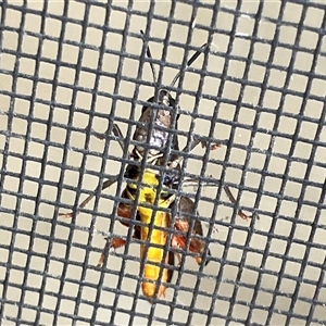 Unverified Grasshopper (several families) at Canyonleigh, NSW - 13 Nov 2025 by blacksheep